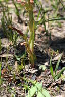 Image of Disa physodes Sw.