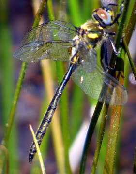 Image of Mountain Emerald