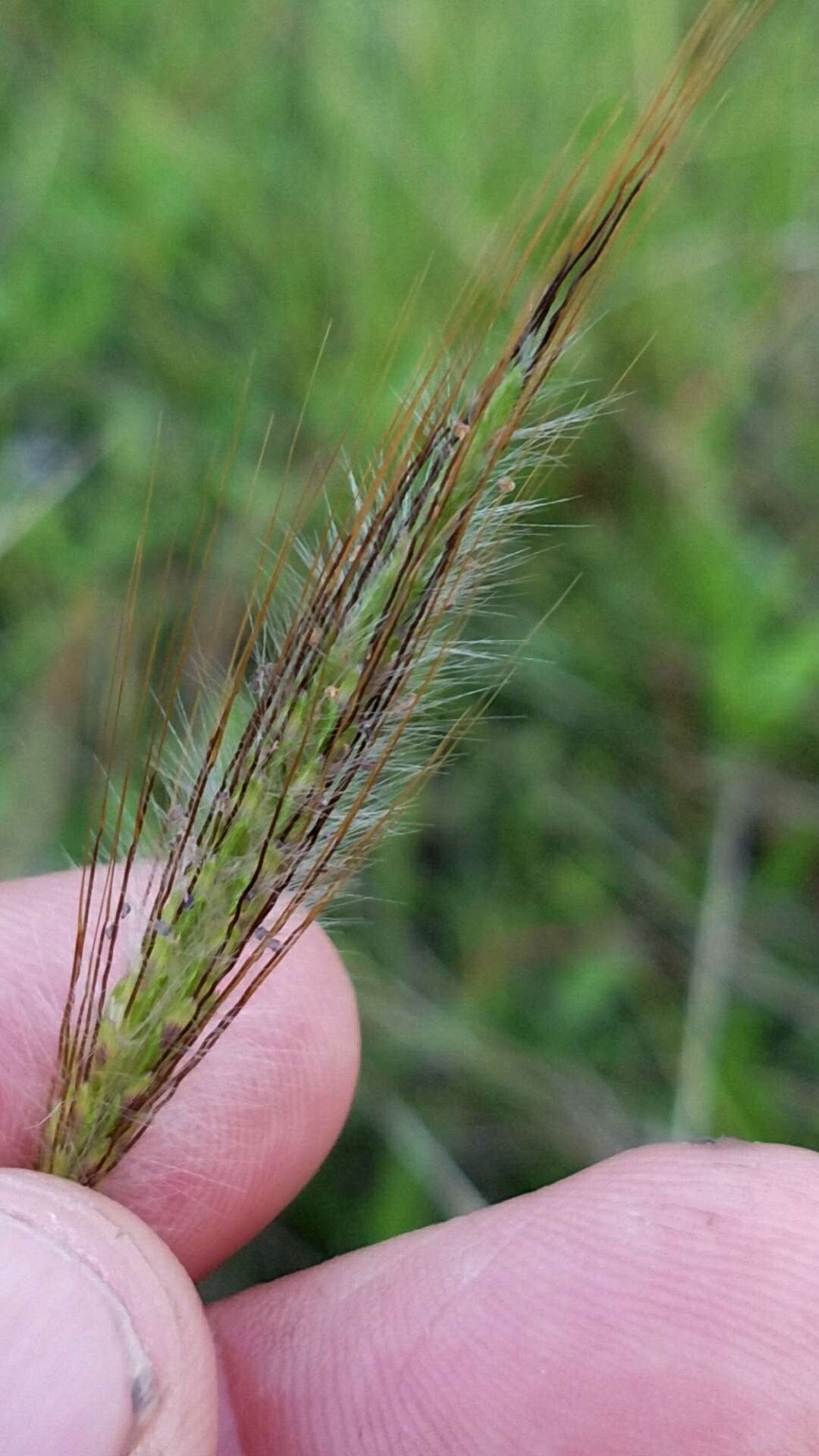 Image of queensland bluegrass