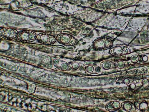 Imagem de Pachyella celtica (Boud.) Häffner 1993