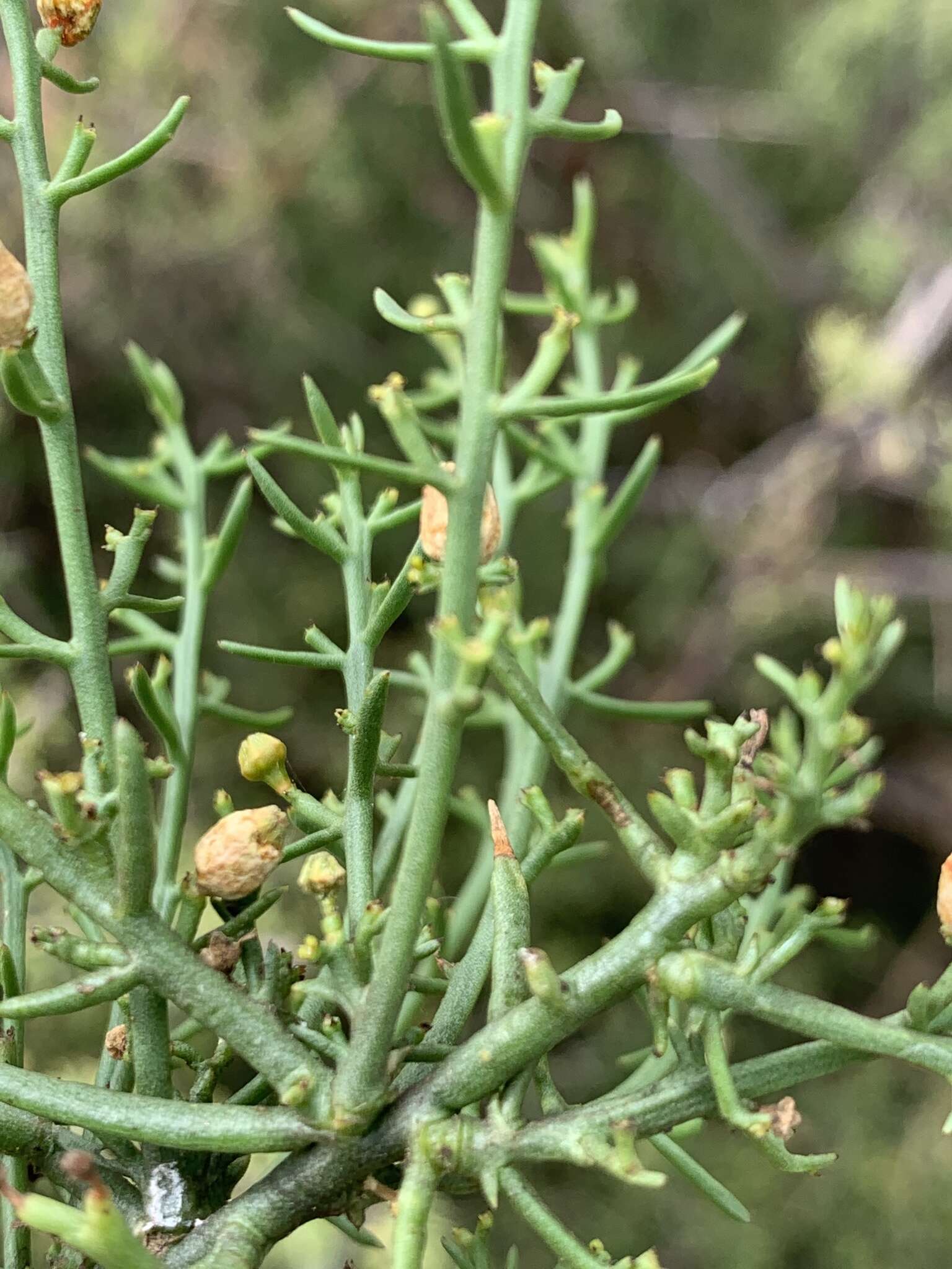 Image of Thesium triflorum Thunb. ex L. fil.