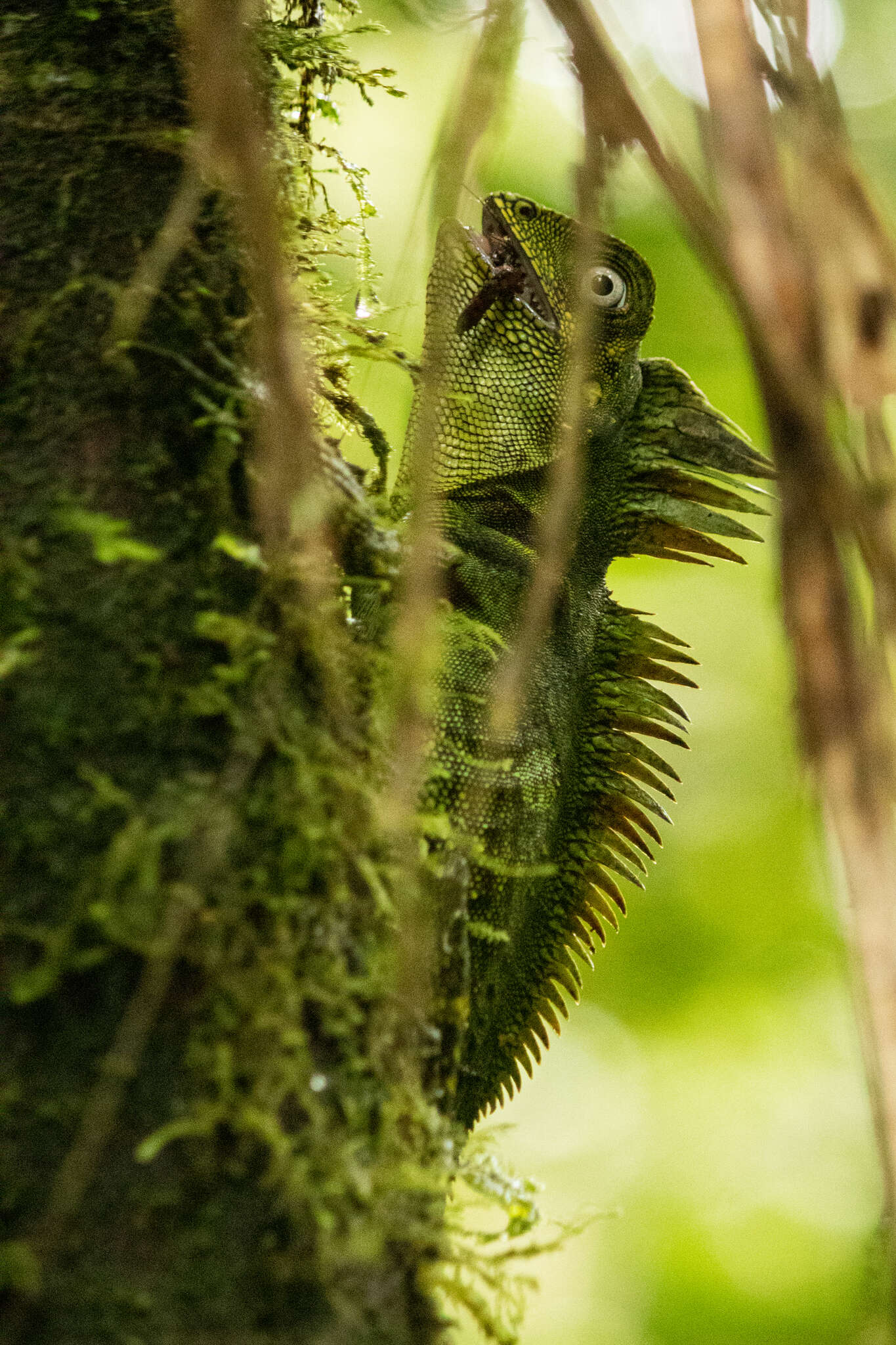 Image of Kloss' Forest Dragon