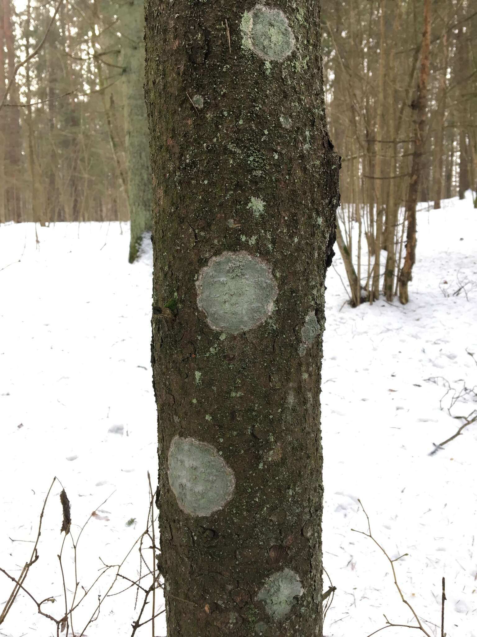 Image of blemished lichen