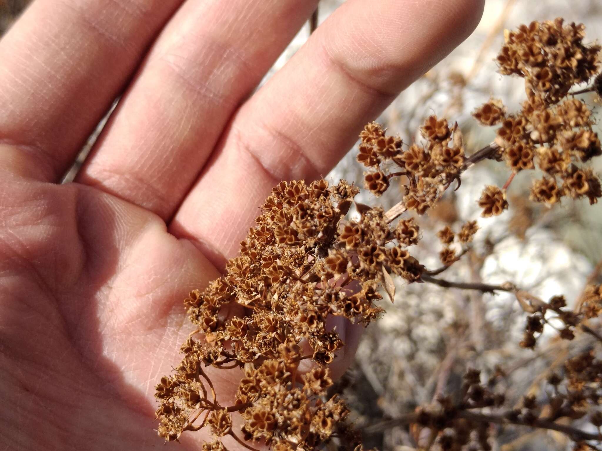 Image of Spiraea lasiocarpa Kar. & Kir.