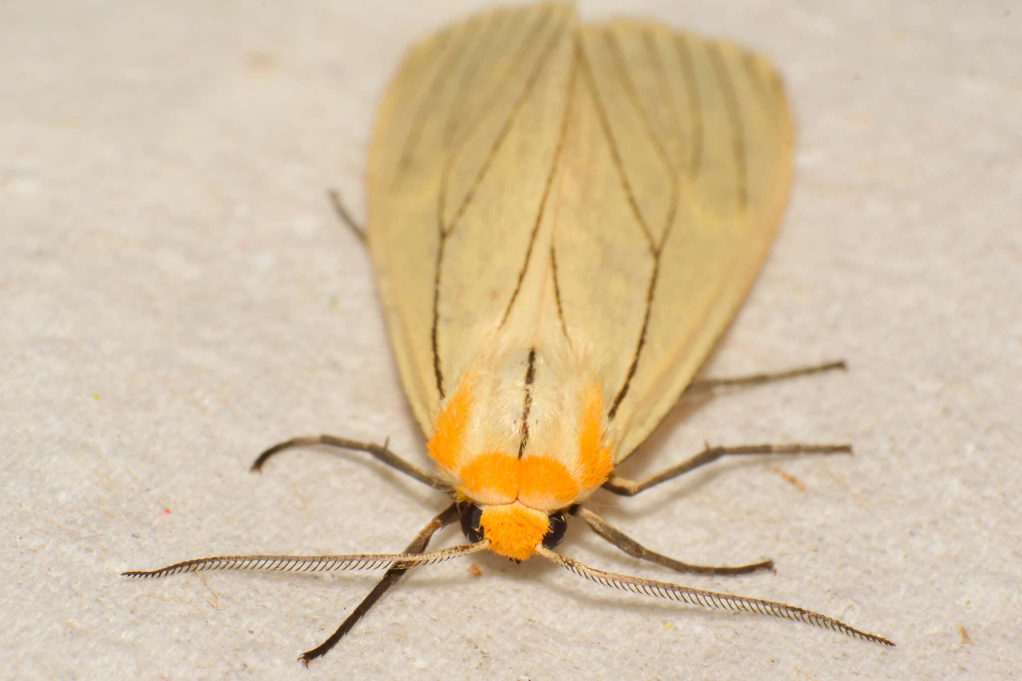 Image of Spilosoma pelopea Druce 1897