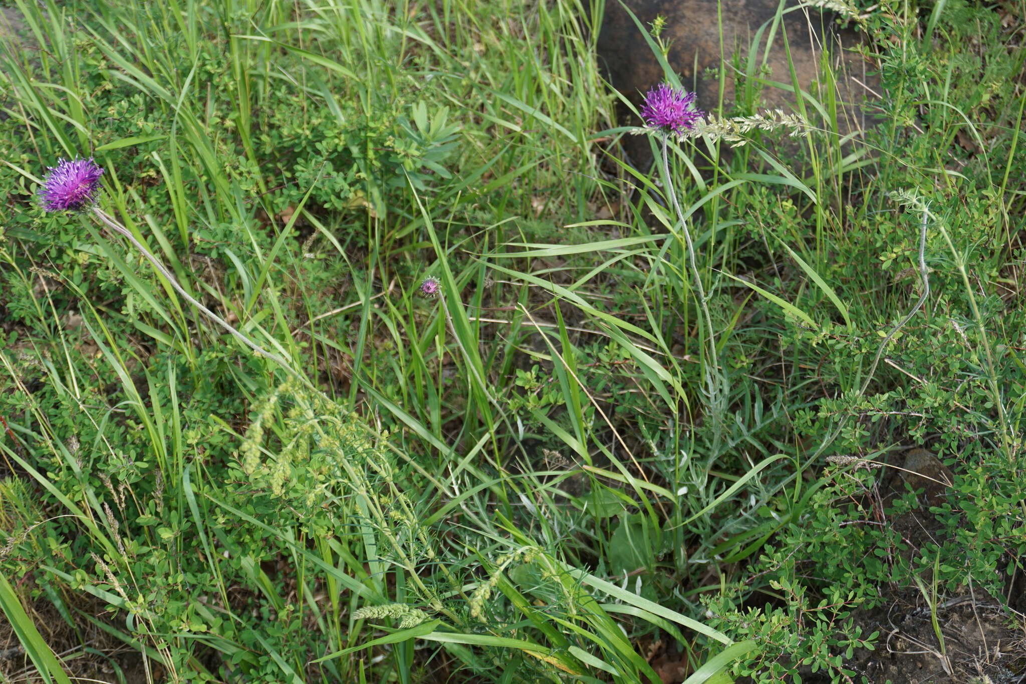 Image of Jurinea arachnoidea Bunge