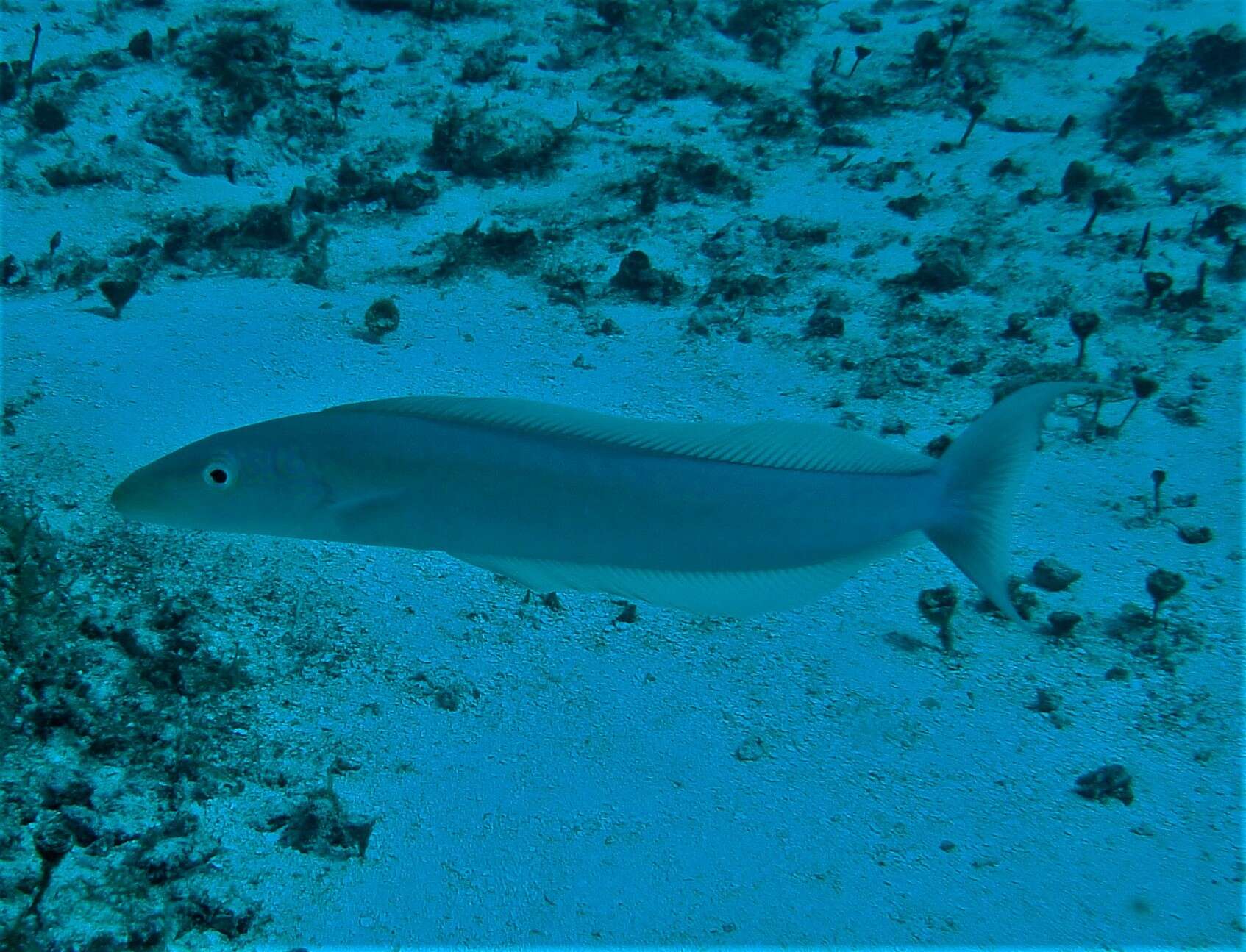 Image of Muttonfish