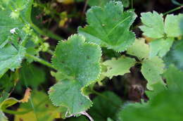 Image of Alchemilla semilunaris Alechin