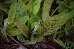 Imagem de Hieracium maculatum Schrank