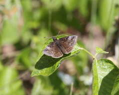 Imagem de Erynnis icelus Scudder & Burgess 1870