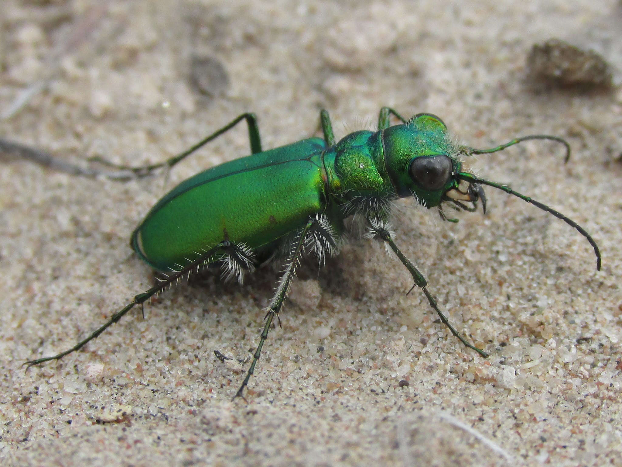 Image de Cicindela (Cicindela) denverensis Casey 1897