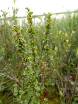 Image of Newfoundland dwarf birch