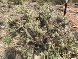 Image of buckhorn cholla