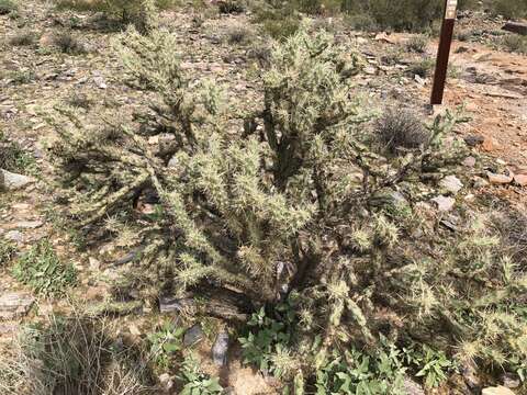 Imagem de Cylindropuntia acanthocarpa subsp. acanthocarpa