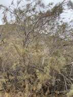 Image of Canary Island tamarisk