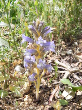 Phelipanche mutelii (F. W. Schultz) Pomel resmi