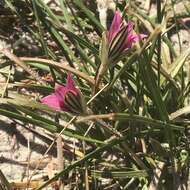 Image of rosy sandcrocus