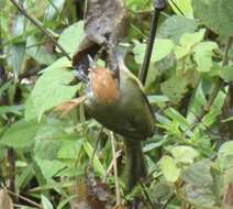 Image of Rufous-crowned Greenlet