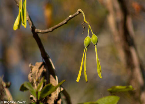 Image of Gyrocarpus mocinoi A. Espejo Serna