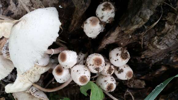 Image of Leucocoprinus cepistipes (Sowerby) Pat. 1889