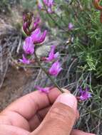 Plancia ëd Astragalus coltonii M. E. Jones