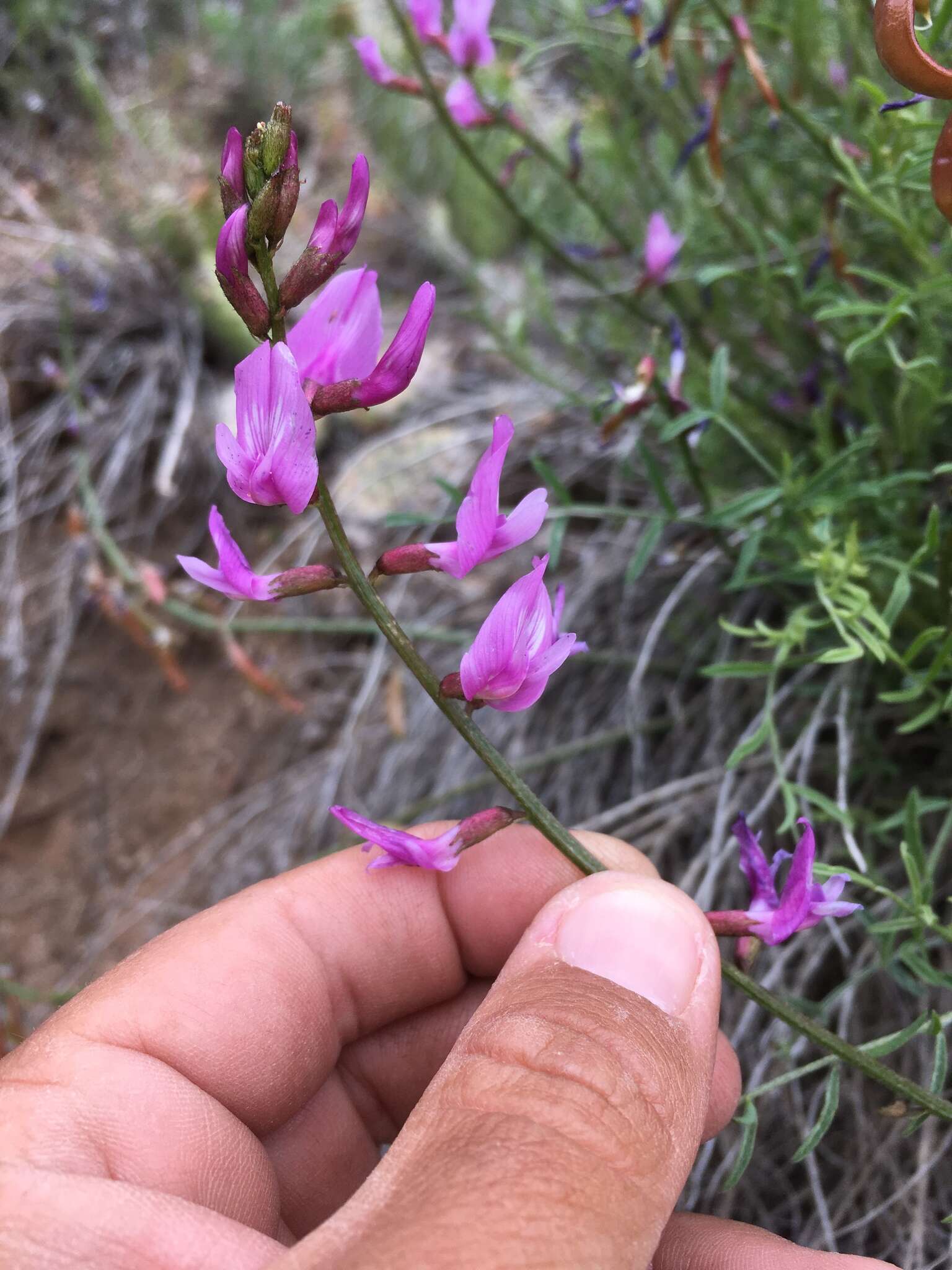 Plancia ëd Astragalus coltonii M. E. Jones