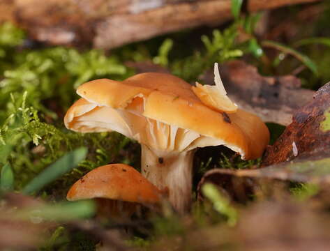 Слика од Hygrocybe austropratensis A. M. Young 1999