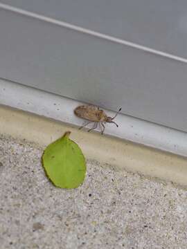 Image de Scolopocerus uhleri Distant 1881