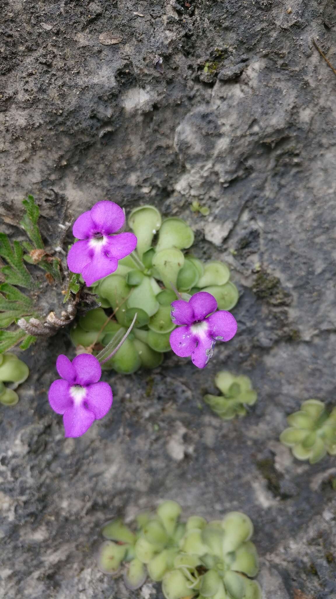 Image of Pinguicula cyclosecta Casper