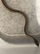 Sivun Pseudalsophis elegans (Tschudi 1845) kuva