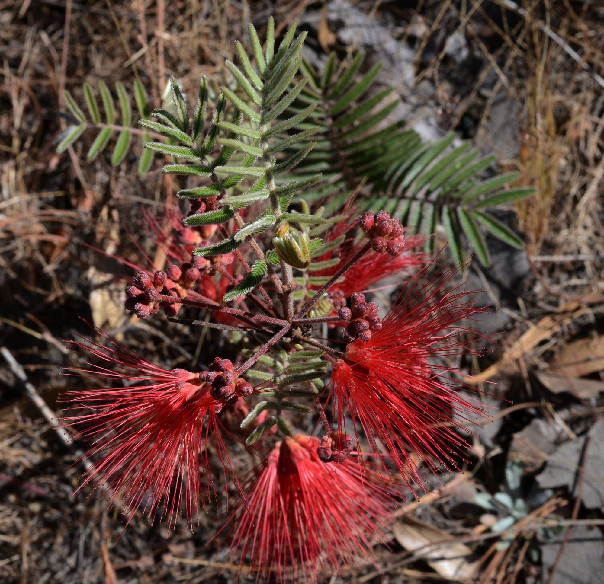 Imagem de Calliandra hirsuta (G. Don) Benth.