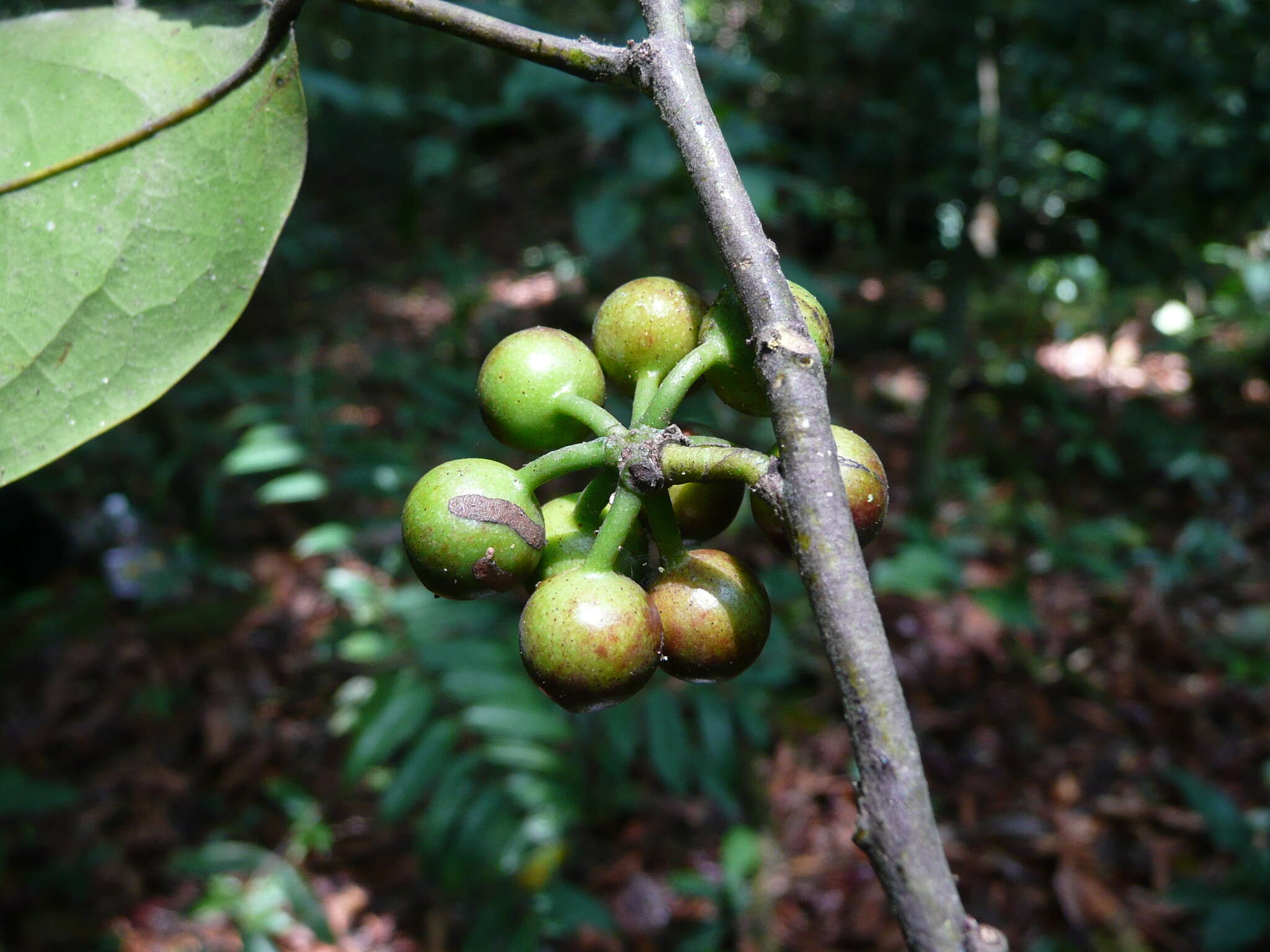 Plancia ëd Greenwayodendron oliveri (Engl.) Verdc.