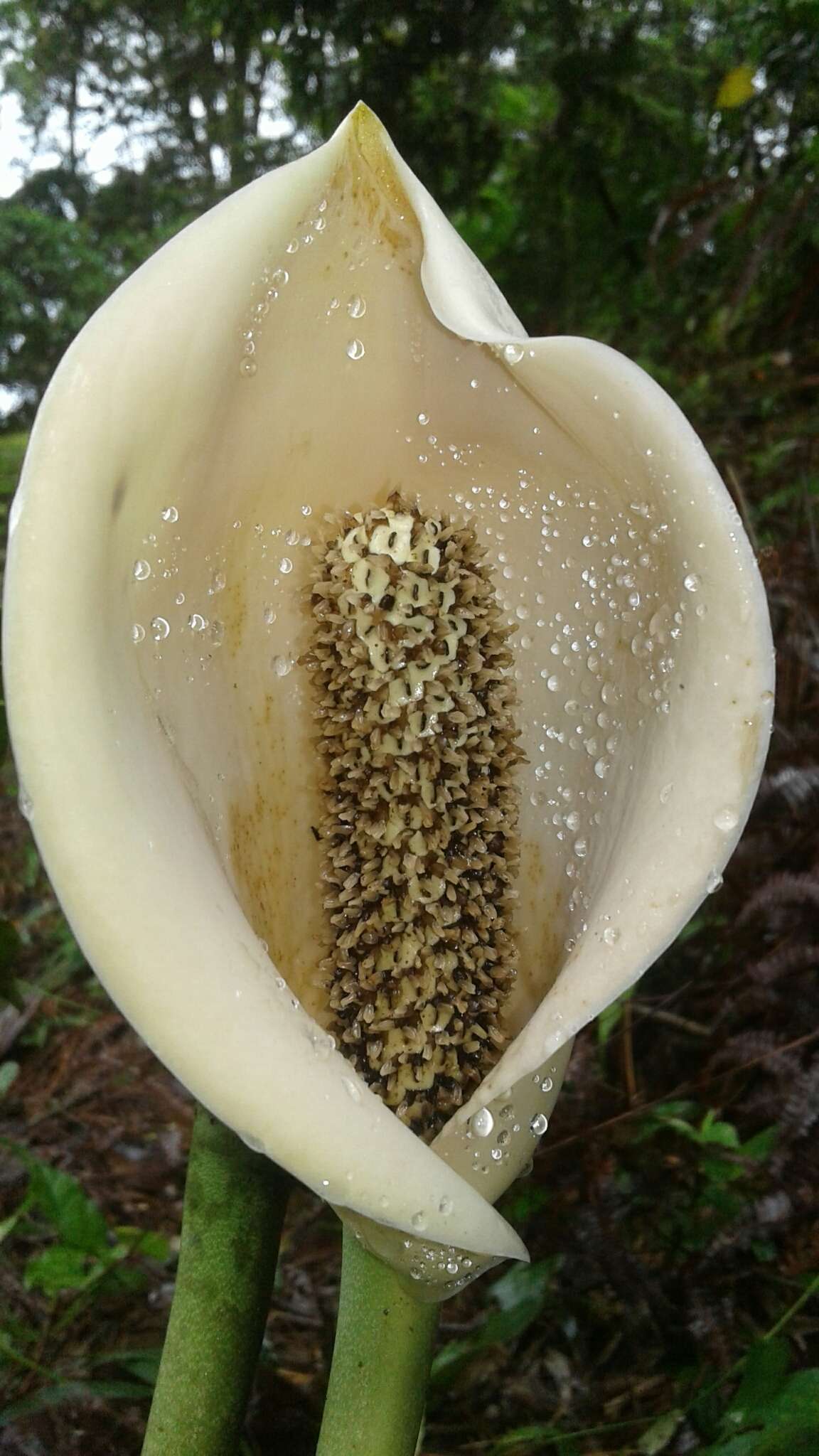 Image of Monstera pinnatipartita Schott