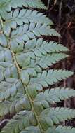 Imagem de Polystichum aculeatum (L.) Roth