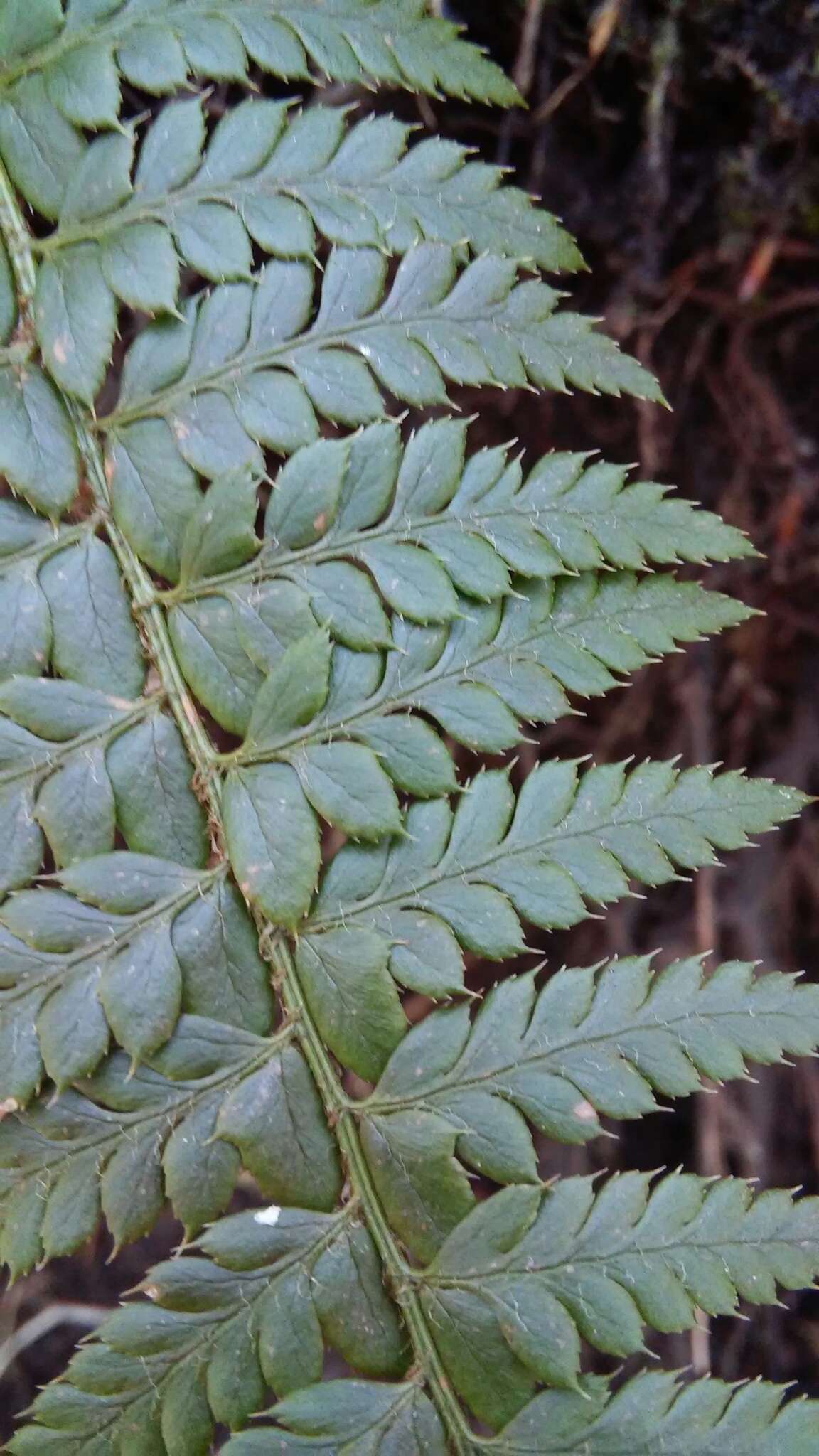 Imagem de Polystichum aculeatum (L.) Roth