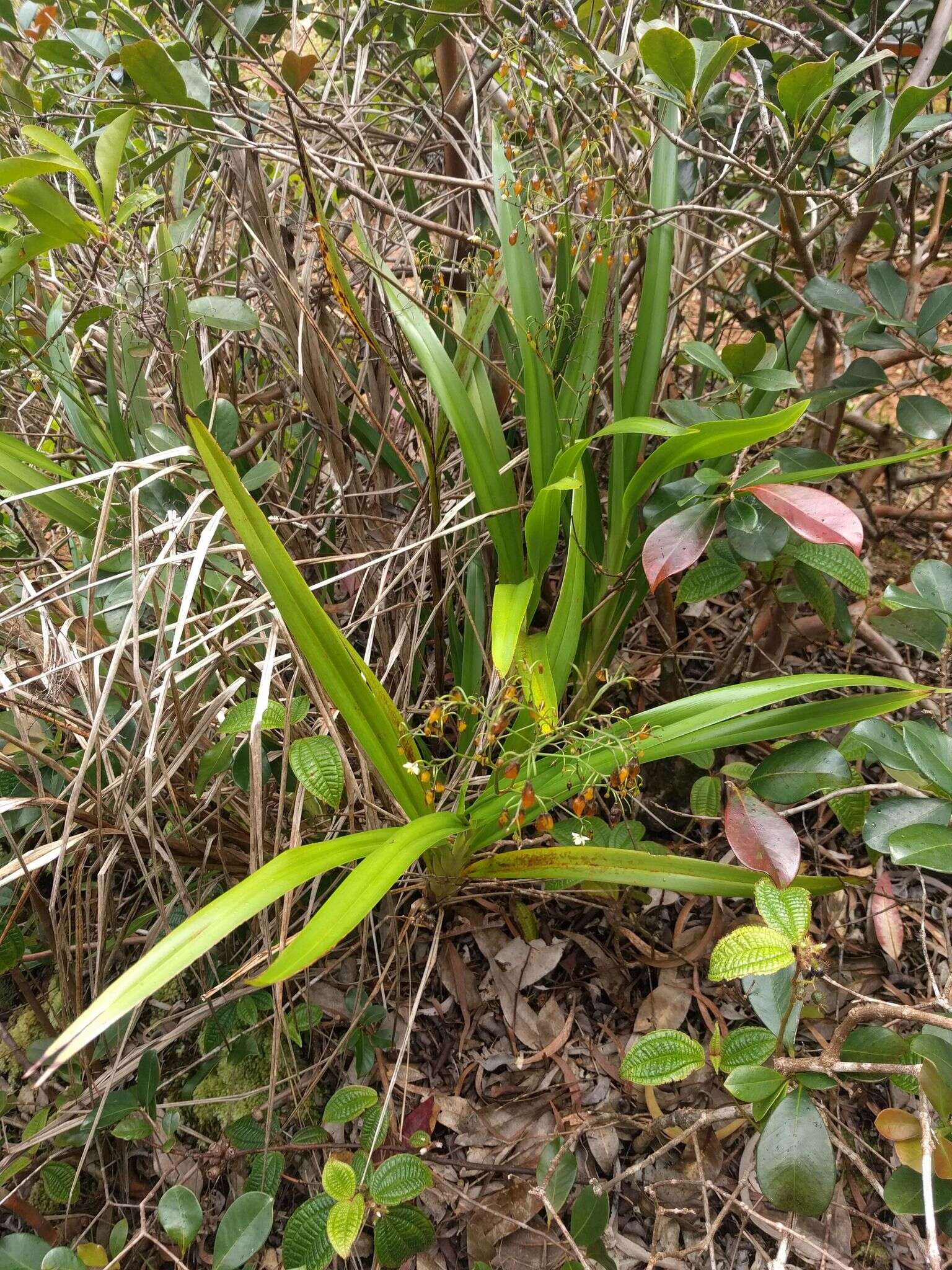 Plancia ëd Dianella sandwicensis Hook. & Arn.