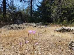 Image of Brodiaea sierrae R. E. Preston