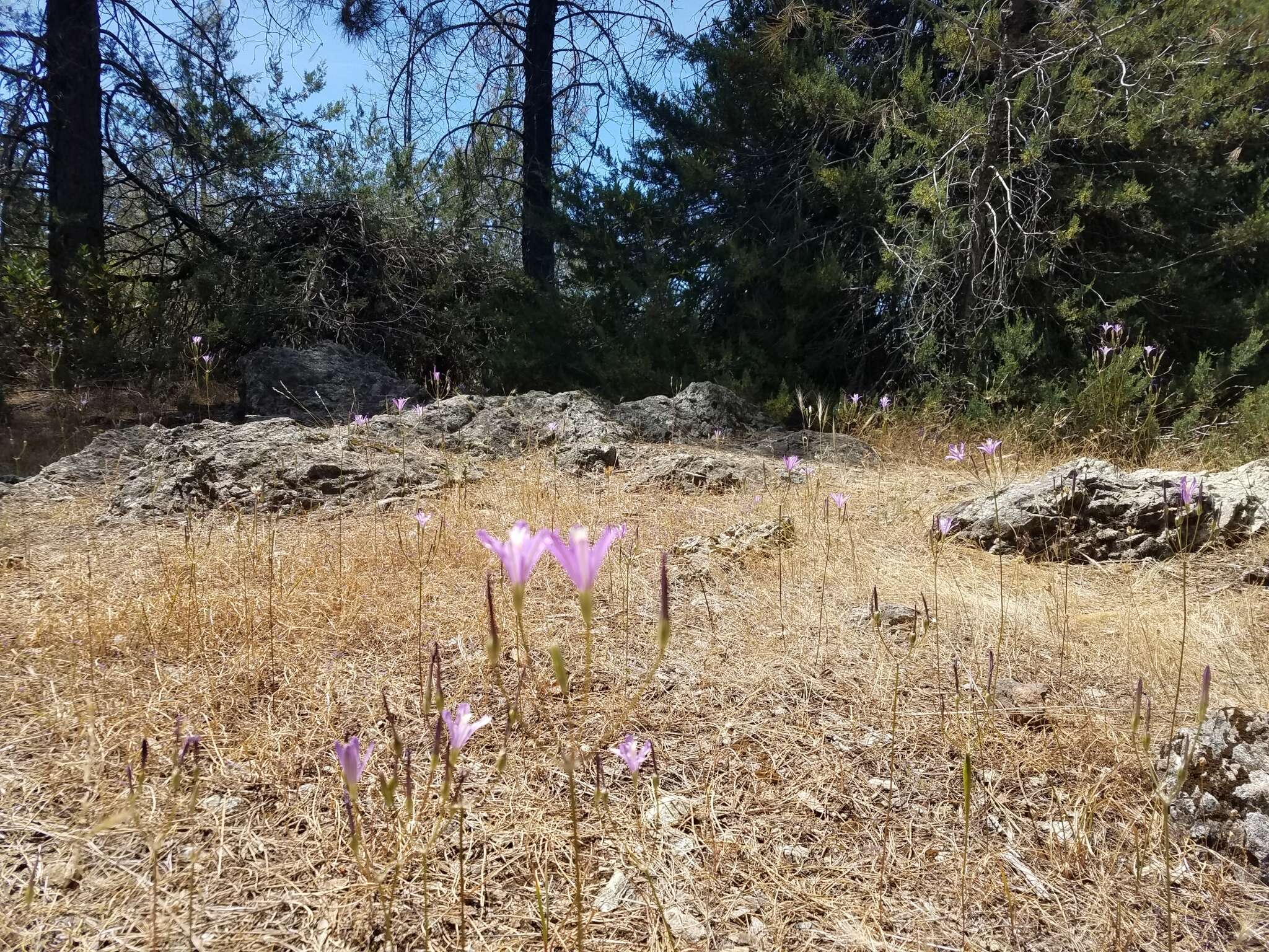 Sivun Brodiaea sierrae R. E. Preston kuva