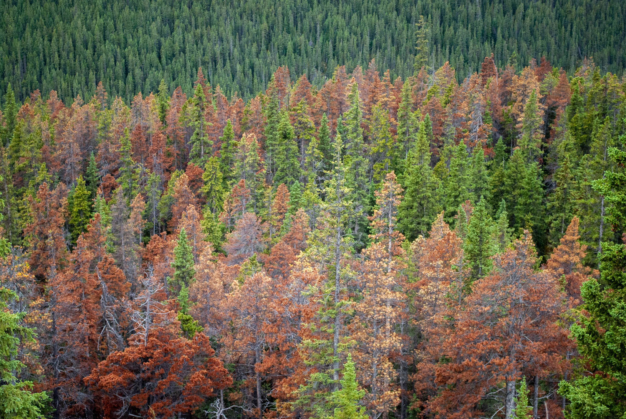 Image of Mountain Pine Beetle