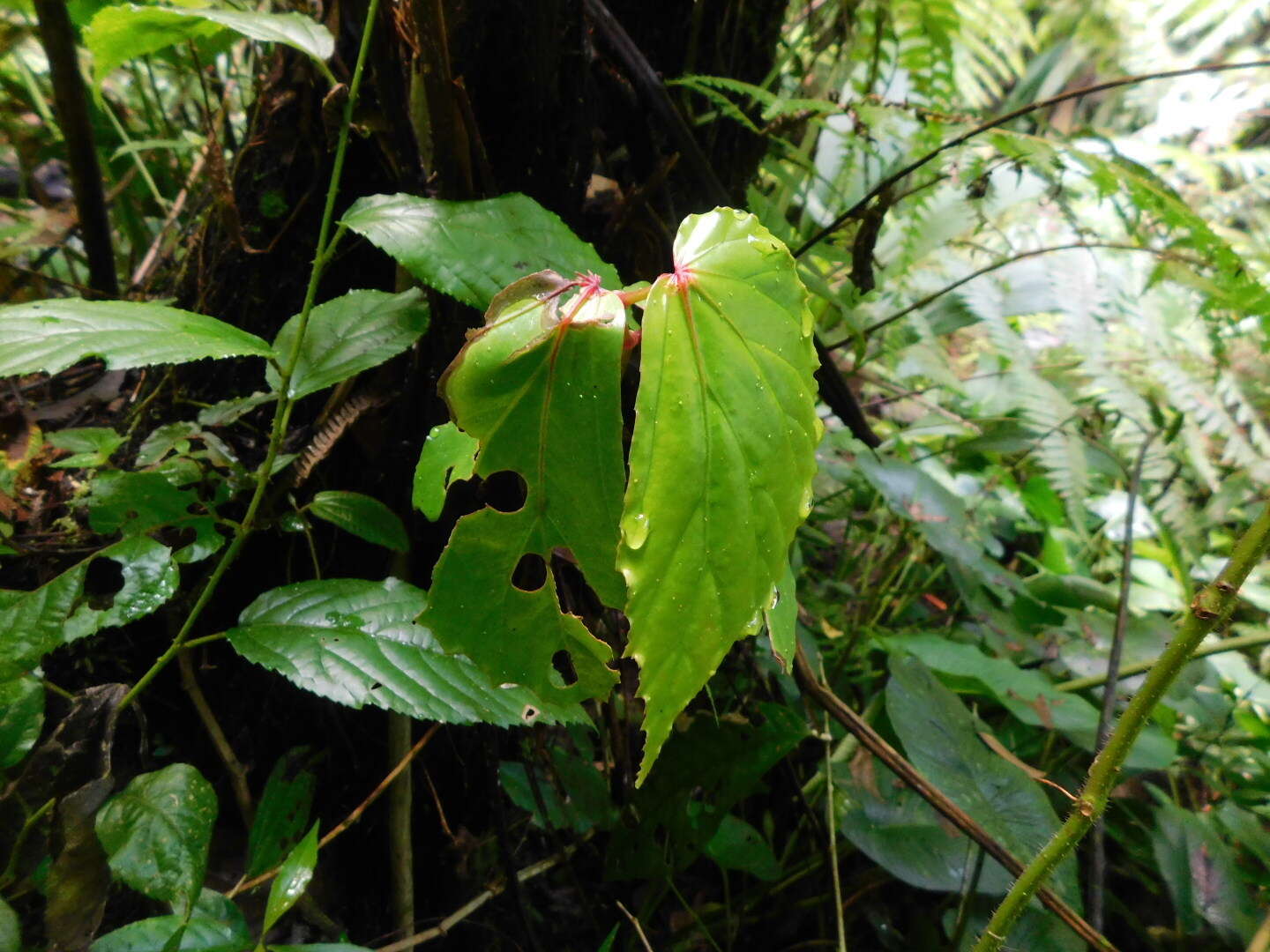 Слика од Begonia isoptera Dryand.