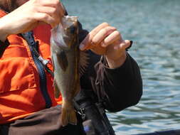 Image of Yellowtail rockfish