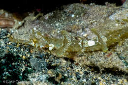 Image of Dusky Pipefish