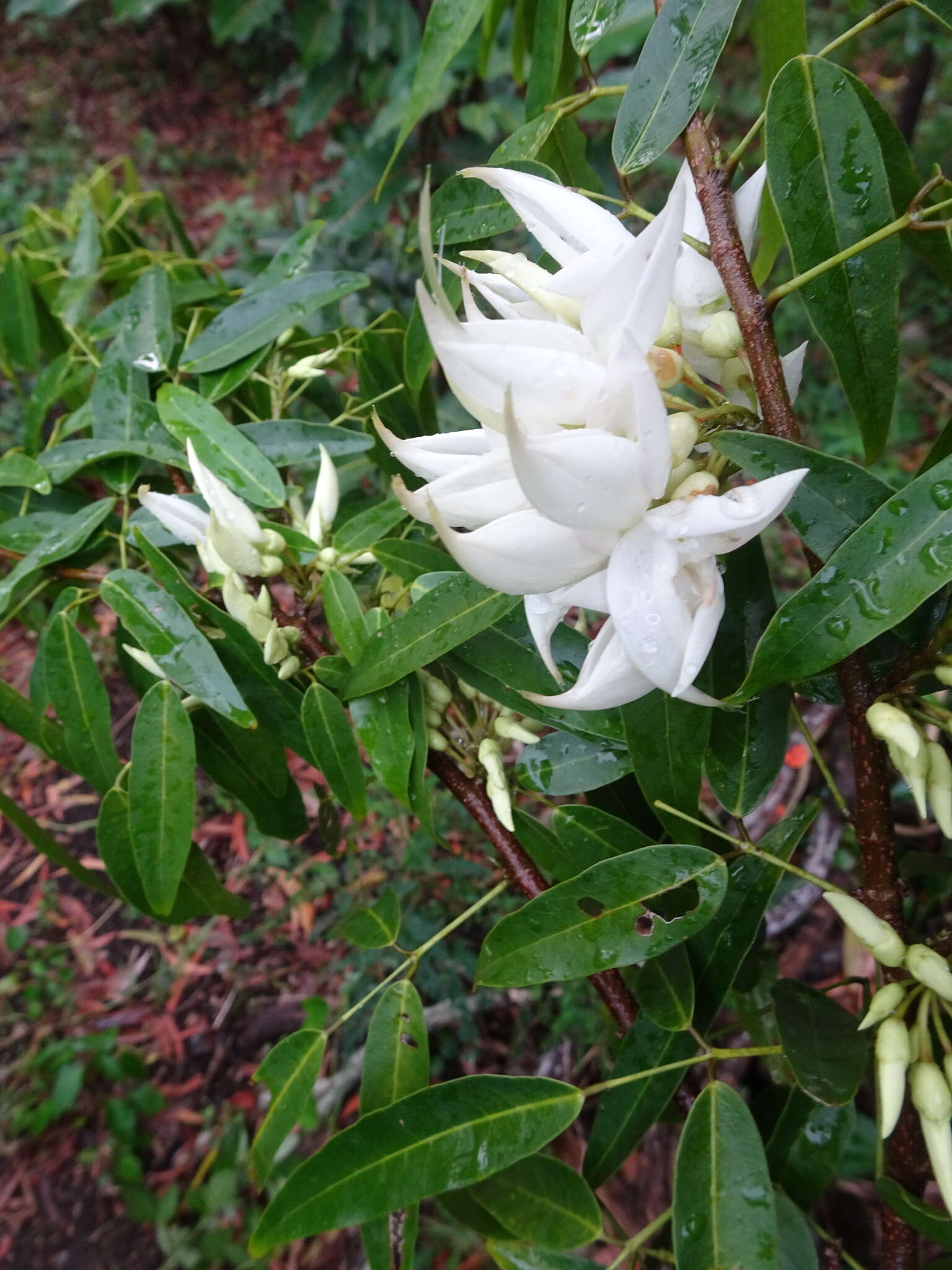 Sivun <i>Arthroclianthus angustifolius</i> kuva