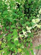 Image of Salvia herbacea Benth.