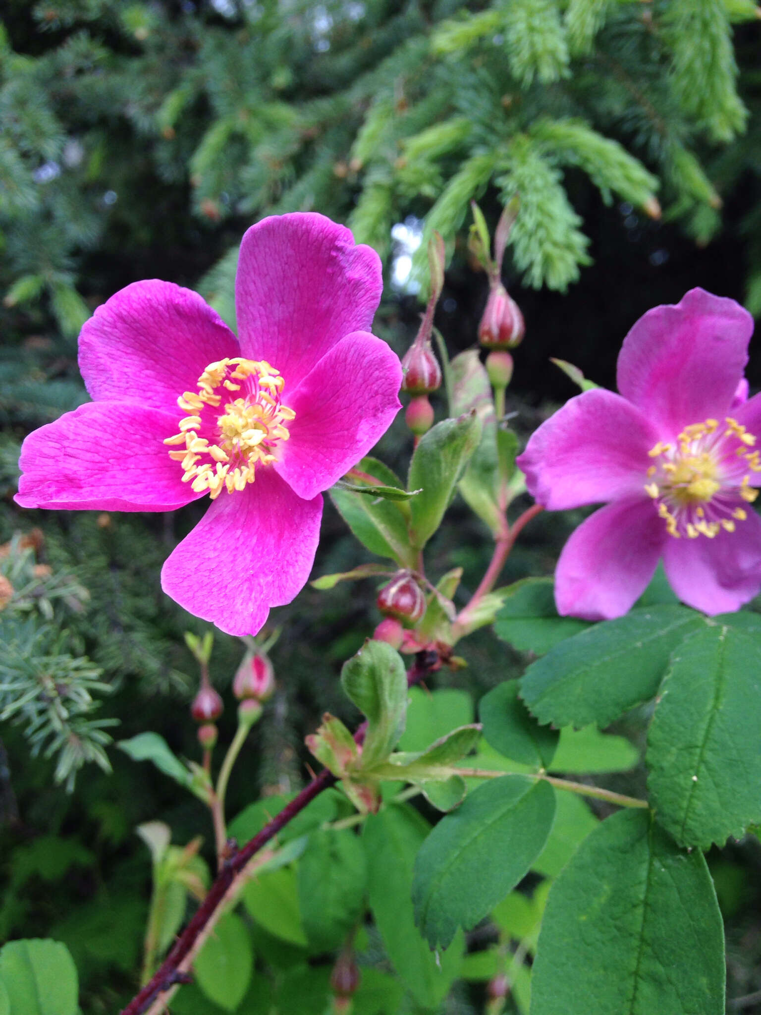 صورة Rosa acicularis subsp. acicularis