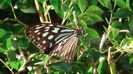 Image of Ideopsis similis Linnaeus 1758