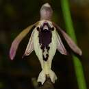 Image of Luisia tenuifolia Blume