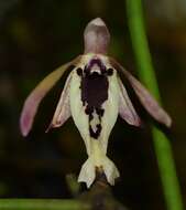 Image of Luisia tenuifolia Blume