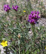 Oxytropis grandiflora (Pall.) DC. resmi