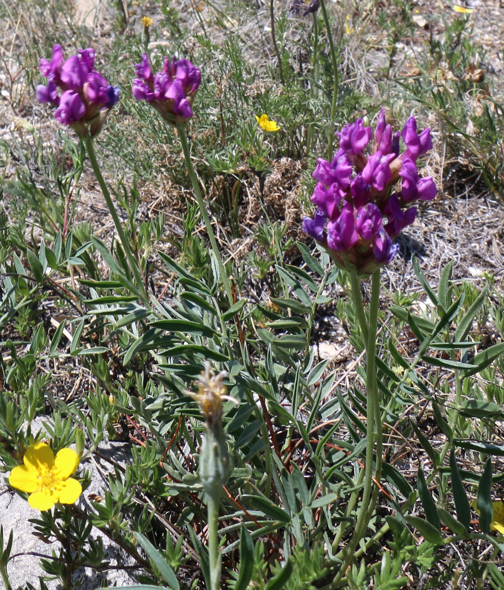 Oxytropis grandiflora (Pall.) DC. resmi